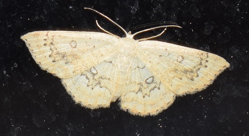 Cyclophora annularia (Geometridae)?  S !